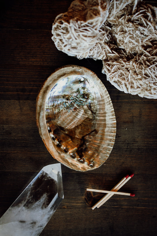 Abalone Shell
